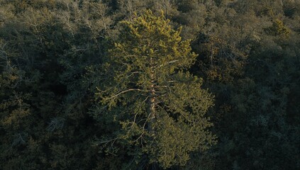 Wall Mural - A complete conifer tree captured in a woodland using drone imaging