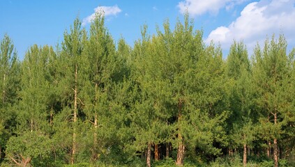 Wall Mural - Lush green coniferous trees