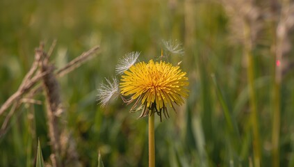 Wall Mural - Close-up photo of a flowering dandelion with a soft-focus backdrop