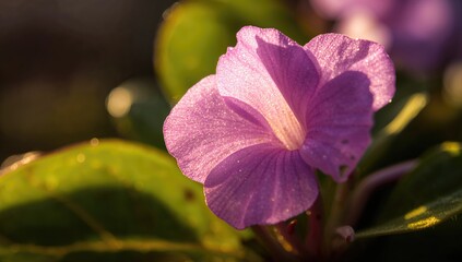Wall Mural - Detailed view of a shining violet blossom sparkling under sunlight, focused closely