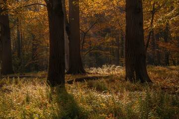 Wall Mural - Gorgeous dawn in a fall woodland with sunlight filtering through foliage and fern leaves