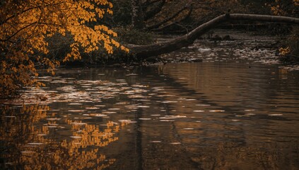 Wall Mural - Golden yellow autumn leaves reflected on water surface