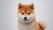 © AImmersive Imagery - Adorable and fluffy dog of the shiba inu type on a plain white backdrop