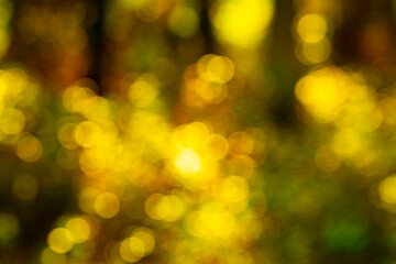 Wall Mural - Golden autumn leaves glow in soft sunlight. Blurred autumn background. Vibrant maple leaves create a dreamy autumn scene. Orange and yellow foliage. Soft bokeh of autumn fall.