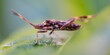 © rado1979 - Leptoglossus occidentalis, one of the largest species of heteroptera - bugs living in Central Europe, originating from North America
