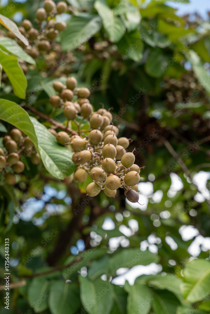Stock-Foto „Clusters of dry fruits of the Lagerstroemia speciosa (L ...