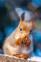 Wall Mural - The squirrel with nut sits on tree in the winter or late autumn