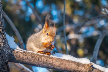Wall Mural - The squirrel with nut sits on tree in the winter or late autumn