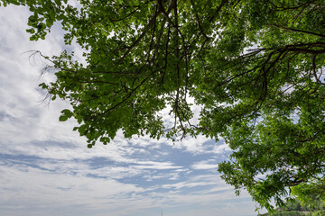 Wall Mural - The sky is blue and the trees are green