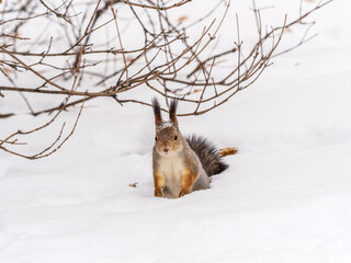 Wall Mural - The squirrel in winter sits on white snow.