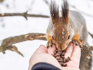 Wall Mural - Squirrel eats nuts from a man's hand. Caring for animals in winter or autumn.