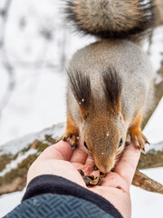 Wall Mural - Squirrel eats nuts from a man's hand. Caring for animals in winter or autumn.