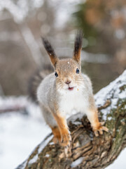 Wall Mural - Squirrel in winter sits on a tree trunk with snow