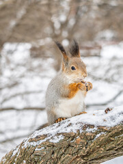 Wall Mural - The squirrel with nut sits on tree in the winter or late autumn