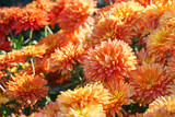 Colorful red and orange korean garden chrysanthemum flower bushes blooming in autumn garden, glowing under sunlight. Fall background, floral wallpaper