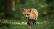 © Luan - A red fox standing in a grassy area with a blurred green background in a natural environment setting