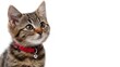 © วิทวัส วงษ์หาจักร์ - Cute tabby kitten with collar looking curiously.