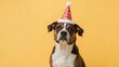 © Putra - Cute Dog Wearing a Festive Party Hat