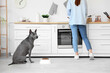 © Pixel-Shot - Cute Thai ridgeback dog sitting near owner and bowl with dry food in kitchen