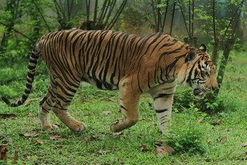 Wall Mural - A sumatran tiger is seen walking in the bushes while observing its surroundings.