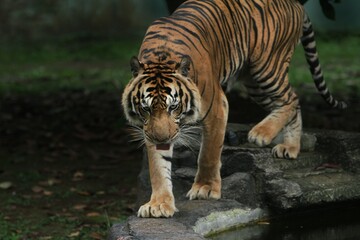 Wall Mural - a sumatran tiger is seen walking on the rocks