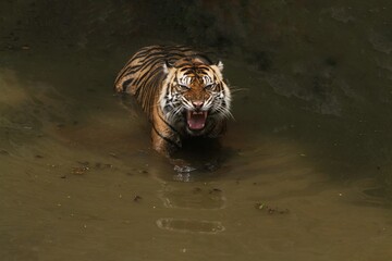 Wall Mural - a sumatran tiger was wallowing in the water while roaring
