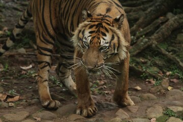 Wall Mural - a Sumatran tiger is walking around observing its surroundings
