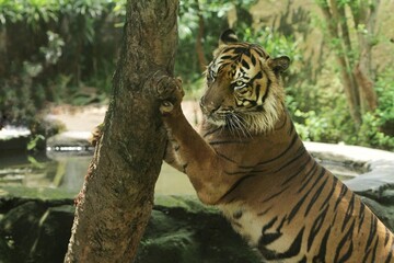Wall Mural - a sumatran tiger standing scratching a tree trunk