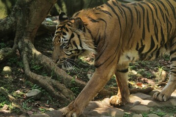 Wall Mural - a sumatran tiger is walking around observing its surroundings