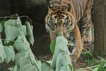 Wall Mural - a sumatran tiger is walking towards a leaf bush