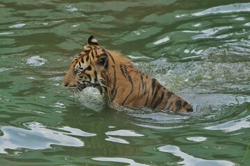 Wall Mural - A sumatran tiger is wallowing in a pond while looking around