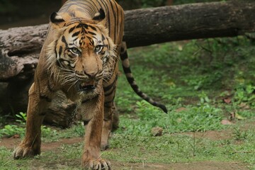 Wall Mural - A sumatran tiger is seen standing while observing its surroundings