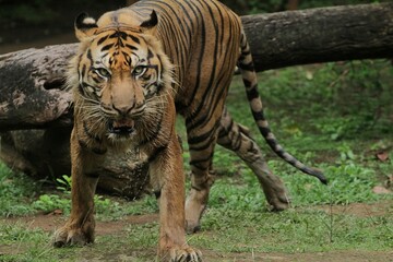 Wall Mural - A sumatran tiger is seen standing while observing its surroundings