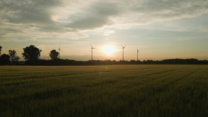 Wall Mural - Rural field illuminated by golden sunset light with silhouettes of trees and wind turbines in the distance.