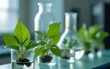© Robert - Plant science laboratory research, biological chemistry test, green nature organic leaves experiment in vitro, field of chemical medicine biotechnology or medical ecology laboratory technology.