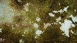 © Ind studio - High-contrast, high-detail close-up of a dirty, wet concrete or stone surface covered in green moss and white mold/lichen. Natural grunge and aged abstract background for design and art concepts.