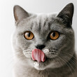 © UMAMI LAB - The cat pauses mid‑ritual, tongue curling to erase creamy traces