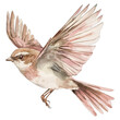 © Sajana Jayathissa - Watercolor Bird in Flight Clipart: Rustic Sparrow or Nightingale Illustration