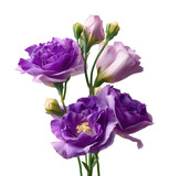 Beautiful purple lisianthus flowers floral bright isolated on transparent background