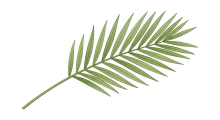 Green palm leaf isolated on transparent background for tropical and summer design with natural texture