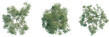 © Đỗ Hải - Eucalyptus leucoxylon tree plan, top view, cutout, transparent background, isolate, Three detailed top-down views of lush green oak trees with intricate branches