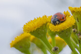 Marienkäfer auf Blume