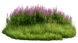Lush patch of fireweed flowers and grasses isolated against white provides natural elements for graphic designs and compositions easily.