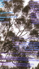 Wall Mural - Animation of data processing over low angle view of trees against clear sky
