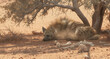 © Rezaul - By the edge of a dry riverbed, a striped hyena rests in the shade of a thorn tree