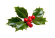 © Helena GARCIA - hojas verdes y bayas de acebo sobre fondo blanco, concepto adornos y celebraciones de navidad