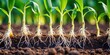 © Kitiphong - Roots of young corn seedlings emerging from the soil, with delicate white tendrils and fine hairs visible as they grasp for nutrients, vegetation , plant life