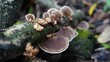© Rendi - Beautiful brown polypore mushrooms growing on a decaying tree branch