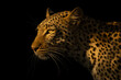 © Nick Dale - Close-up of shadowy leopard head and shoulders