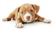 © Famili barokah - Puppy laying down with paws stretched out on white background, for animal ads